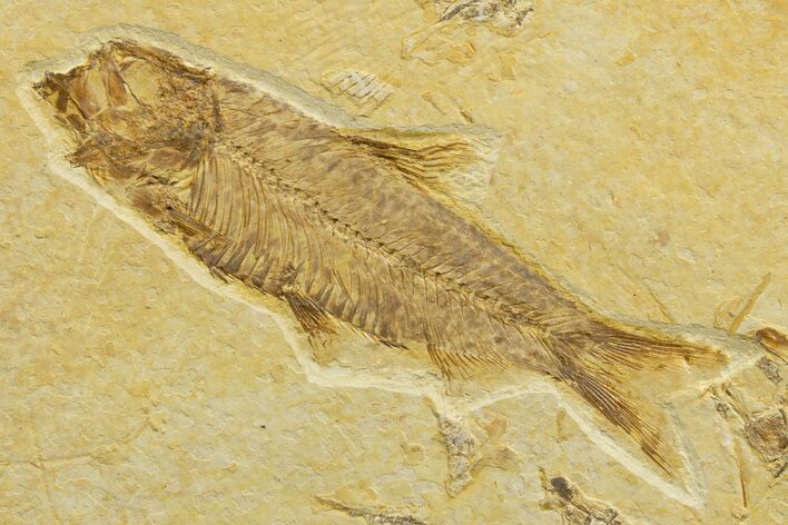 Detailed Fossil Fish (Knightia) - Wyoming #329717